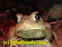/home//u458753944/public_html/sourcegallery////Roxborough Toad Detour/2013-2019/2017/P4100652.JPG
